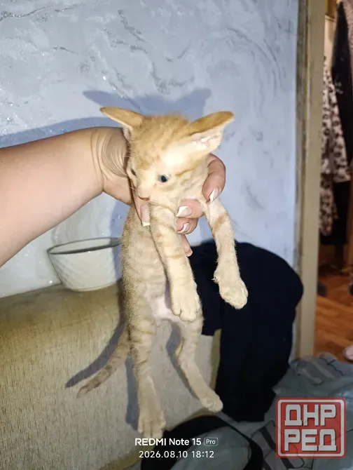Котята сфинксы Донецк - изображение 8