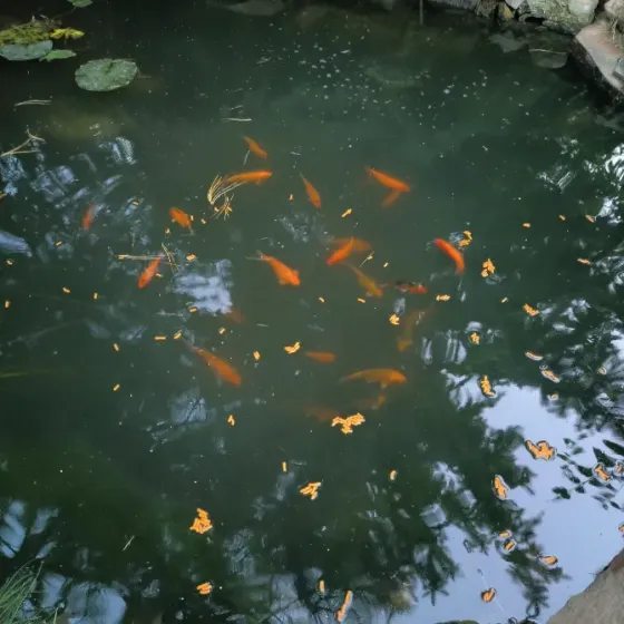 Карпы кои Донецк