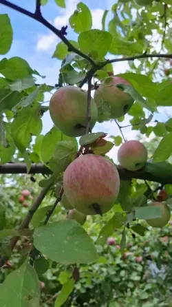Яблоки домашние Донецк