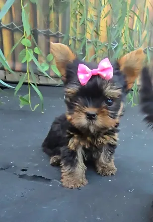 Йоркширский терьер Донецк