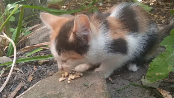 Котята в добрые руки Донецк