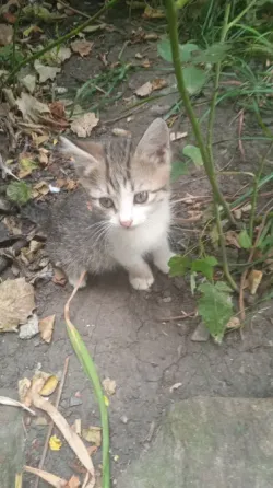 Котята в добрые руки Донецк