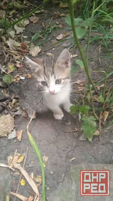 Котята в добрые руки Донецк - изображение 2