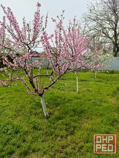 Продается дом у моря. Село Весело-Вознесенка Таганрог - изображение 11