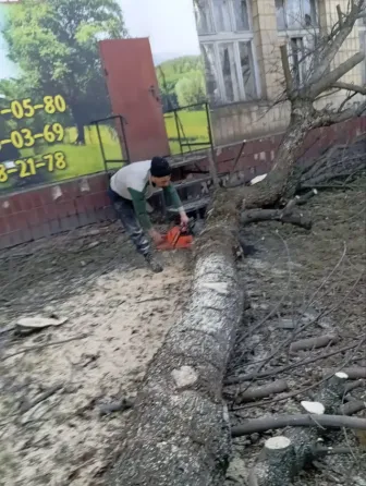Валка деревьев Донецк