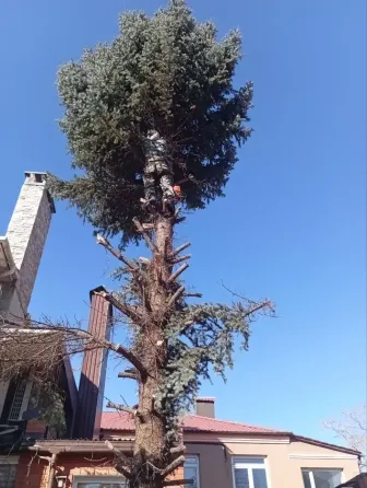Валка деревьев Донецк