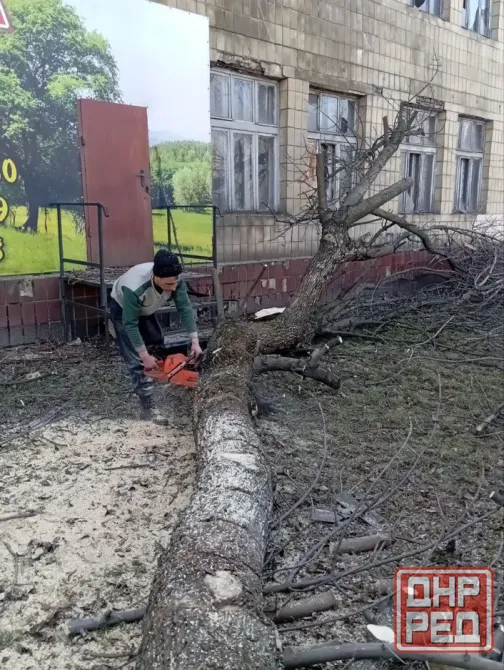 Валка деревьев Донецк - изображение 8