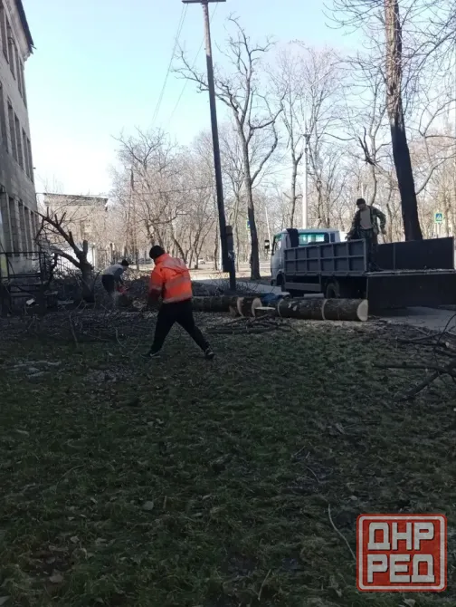 Валка деревьев Донецк - изображение 5