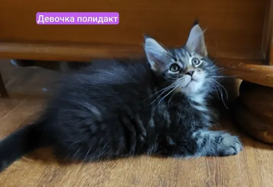 мейн кун Донецк