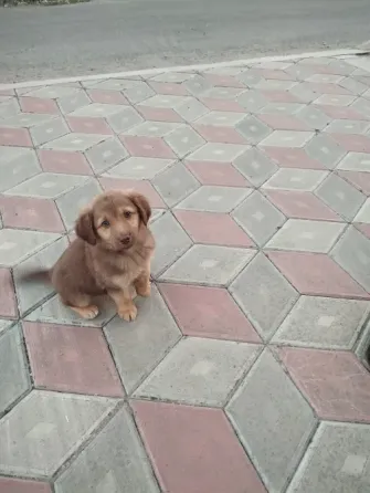 Щенки ищут дом Донецк