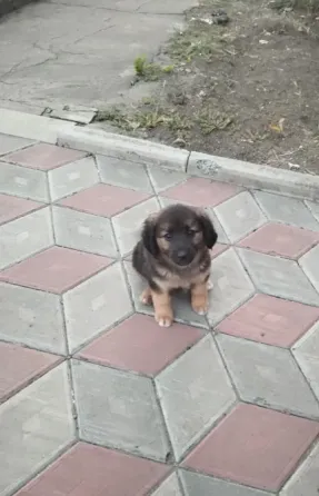Щенки ищут дом Донецк
