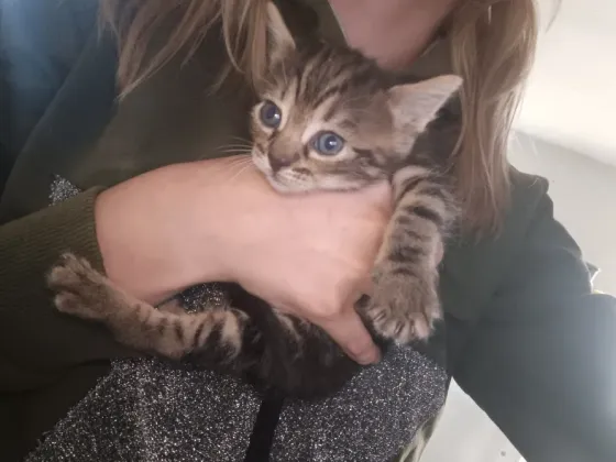 Котёнок в хорошие руки Донецк