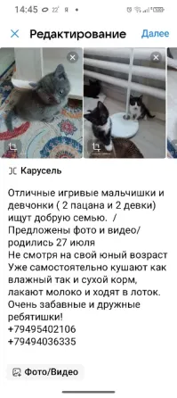 Отдам котят в добрые руки. Макеевка