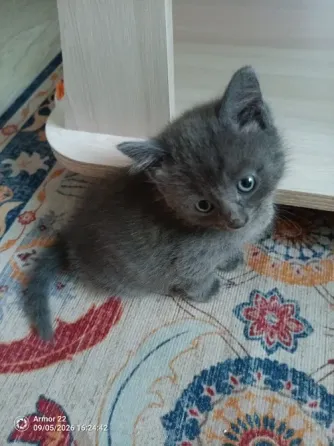 Отдам котят в добрые руки. Макеевка