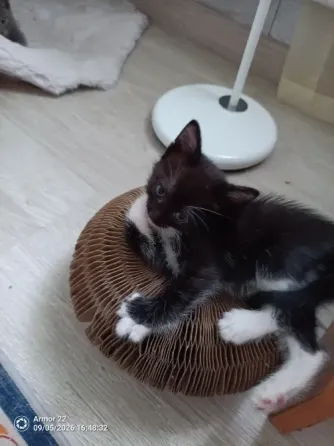 Отдам котят в добрые руки. Макеевка