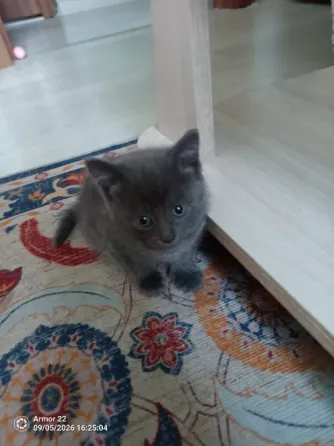 Отдадим котят в добрые руки. Макеевка