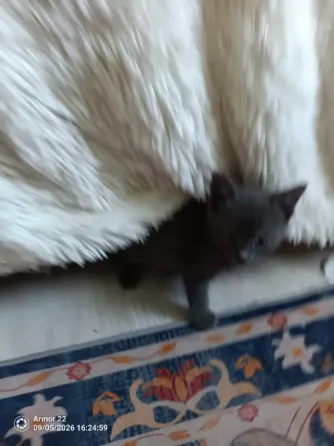 Отдам котят в добрые руки. Макеевка