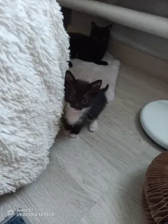 Отдам котят в добрые руки. Макеевка