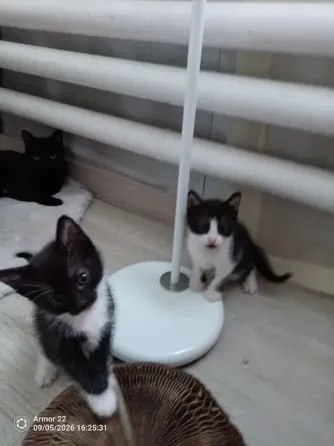 Отдам котят в добрые руки. Макеевка