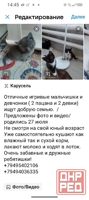 Отдам котят в добрые руки. Макеевка - изображение 1