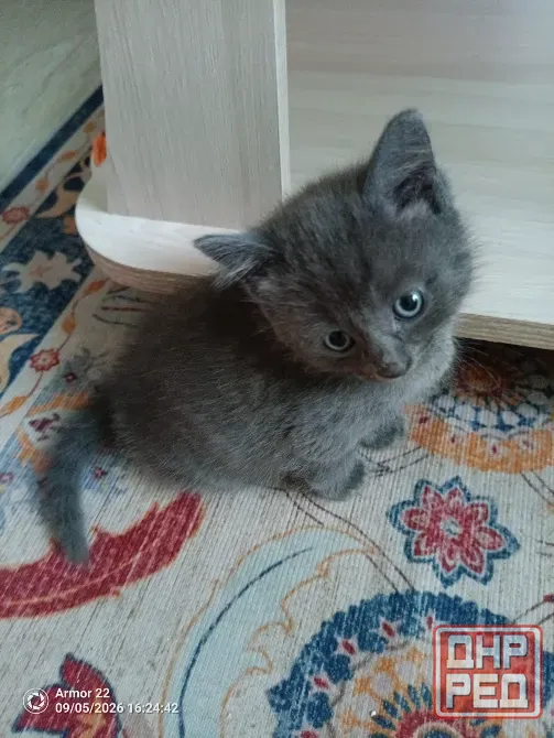 Отдам котят в добрые руки. Макеевка - изображение 4