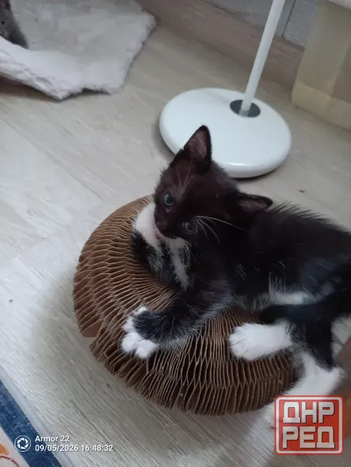 Отдам котят в добрые руки. Макеевка - изображение 2