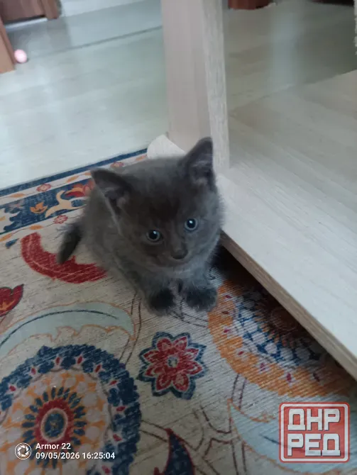 Отдам котят в добрые руки. Макеевка - изображение 7