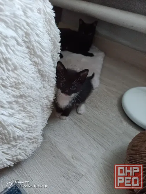 Отдам котят в добрые руки. Макеевка - изображение 6