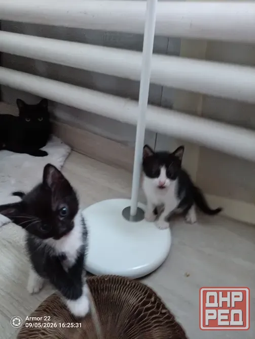 Отдам котят в добрые руки. Макеевка - изображение 3