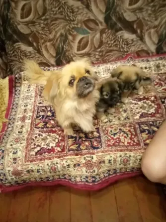 Щенок от пекинеса Донецк