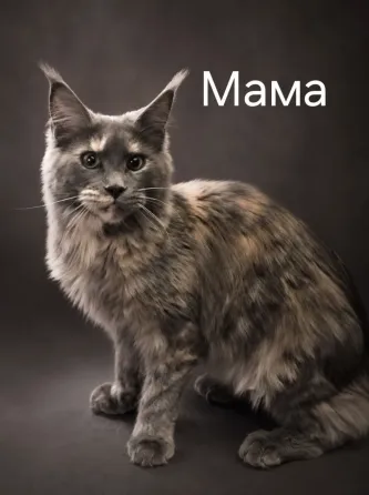 Кошка Мейн-Куна Донецк