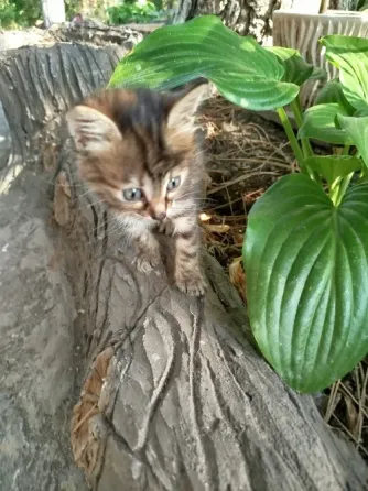 Котенок в добрые руки Донецк