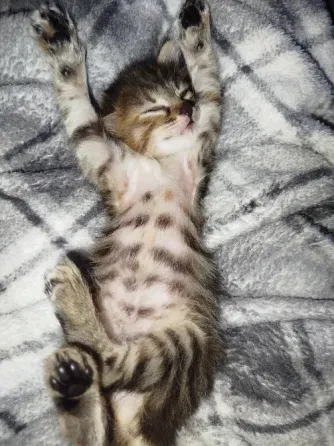 Котенок в добрые руки Донецк