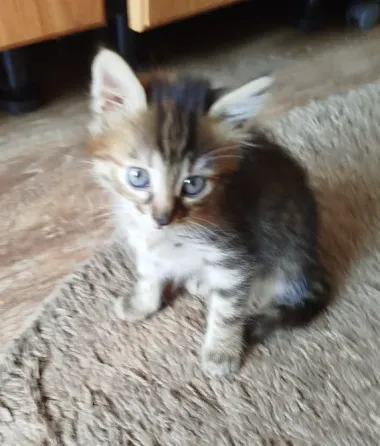 Котенок в добрые руки Донецк