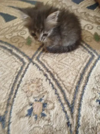 Котята в добрые руки Донецк