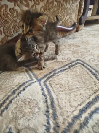 Котята в добрые руки Донецк