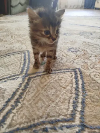 Котята в добрые руки Донецк