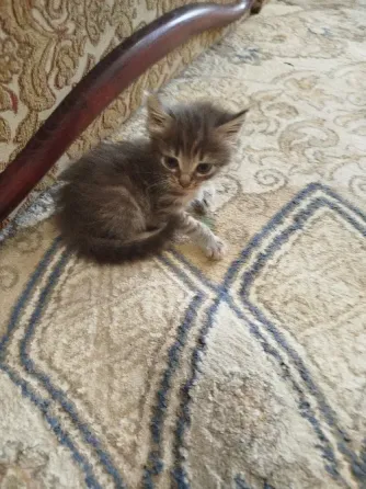 Котята в добрые руки Донецк