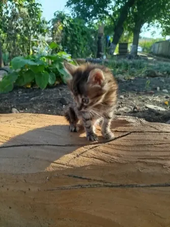 Котенок в добрые руки Донецк