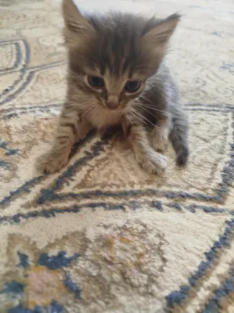 Котята в добрые руки Донецк