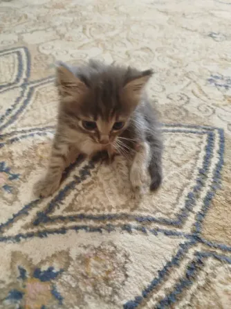 Котята в добрые руки Донецк