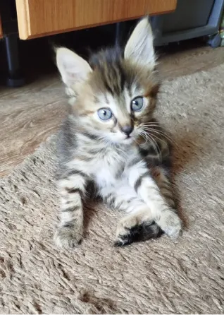 Котенок в добрые руки Донецк
