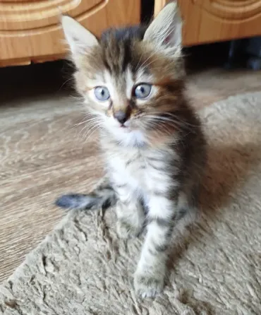 Котенок в добрые руки Донецк