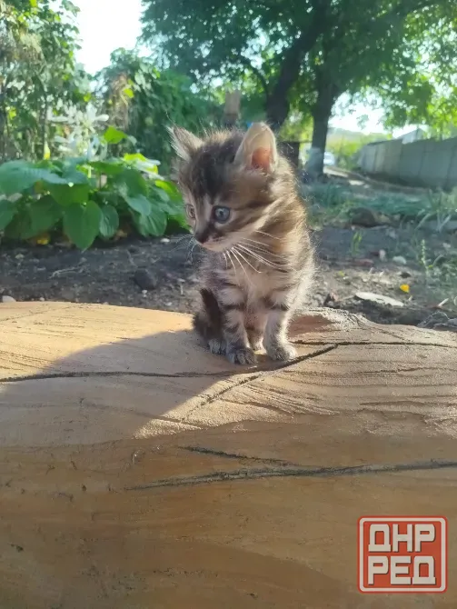 Котенок в добрые руки Донецк - изображение 5