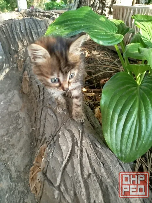 Котенок в добрые руки Донецк - изображение 4