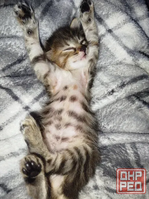 Котенок в добрые руки Донецк - изображение 1