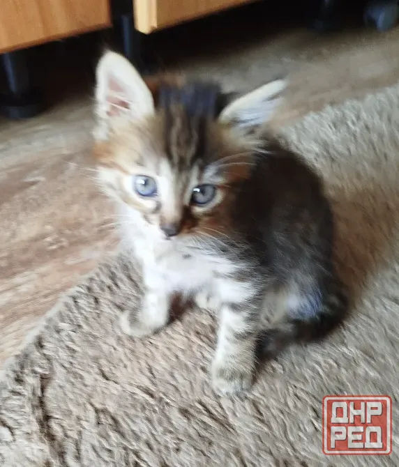 Котенок в добрые руки Донецк - изображение 3
