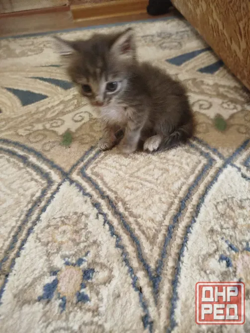 Котята в добрые руки Донецк - изображение 7