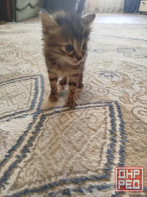 Котята в добрые руки Донецк - изображение 6