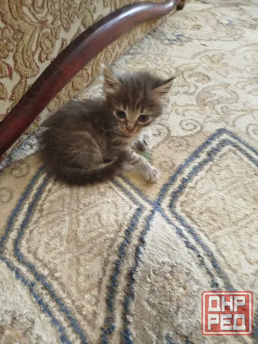 Котята в добрые руки Донецк - изображение 1